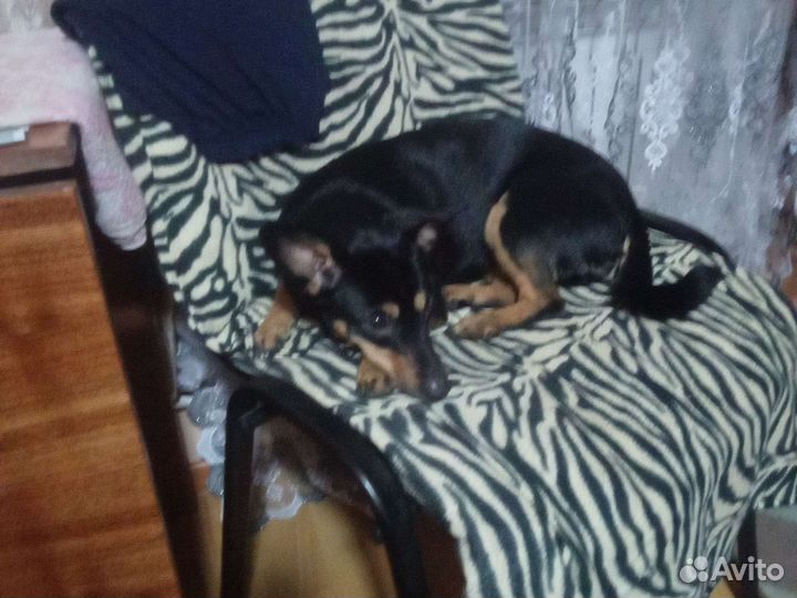 Русский той-терьер мини