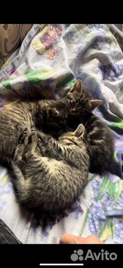Котенок в добрые руки