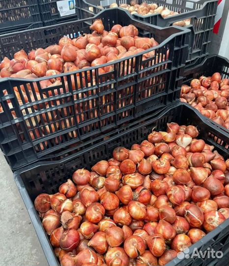 Оптом Луковицы 12+ тюльпан