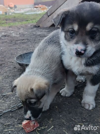 Собака в добрые руки отдам бесплатно