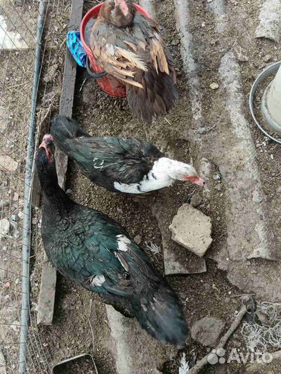 Утки индоутки чешские шептуны