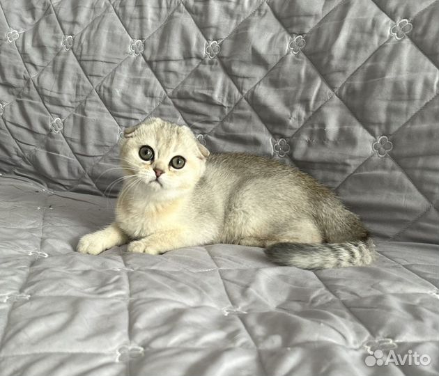 Шотландский мальчик