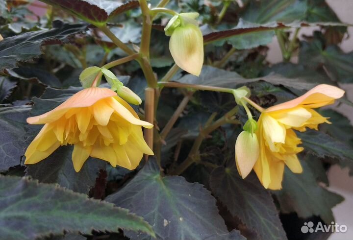 Ампельная бегония Беллекония Mango, Шардоне