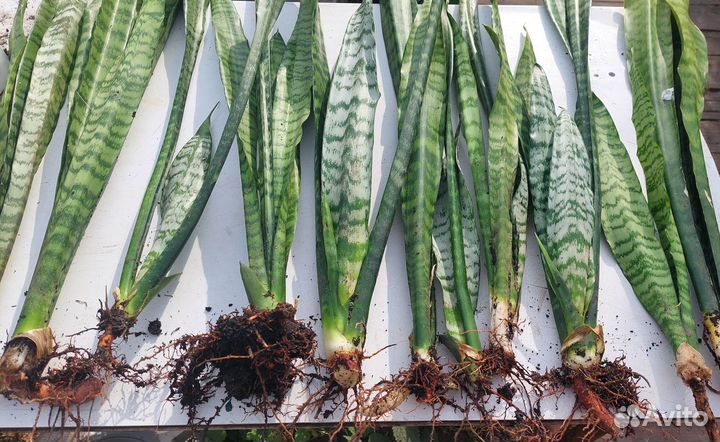 Молочай трехгранный