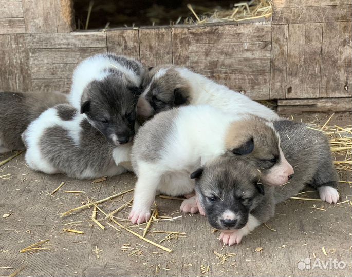 Щенки западно-сибирской лайки