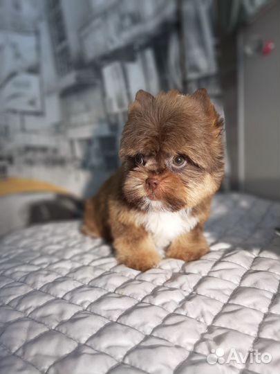 Щенки шоколадного Йорка