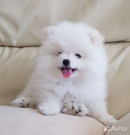 Белый шпиц мини