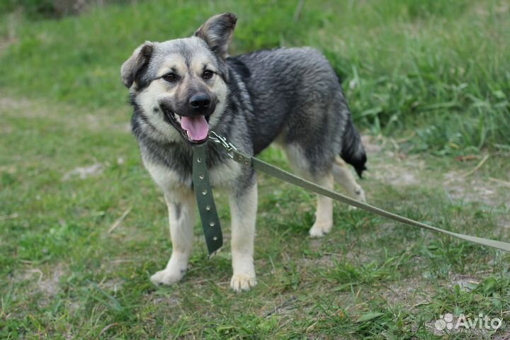 Собака Вэнди