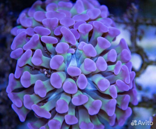 Эуфиллия коралл