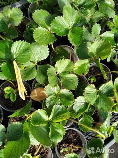 Рассада клубники марышка,альба