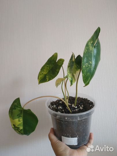 Филодендрон Бурле Макс вариегатный