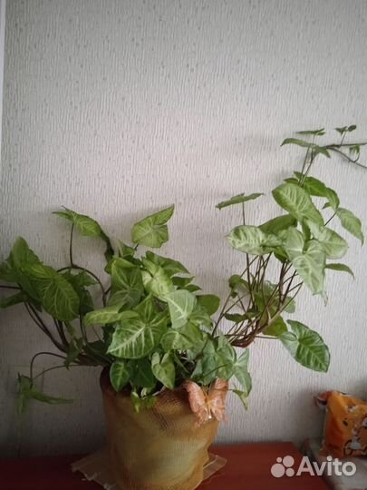 Фикус бенджамина