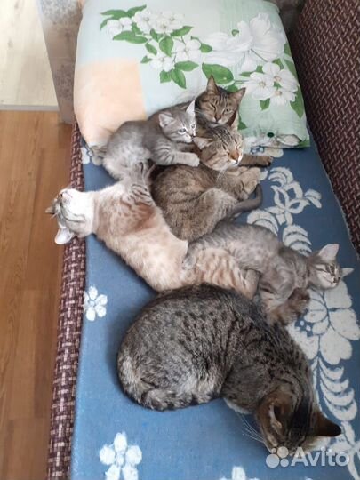 Кошки в добрые руки бесплатно