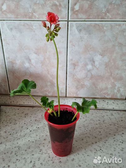 Пеларгония герань