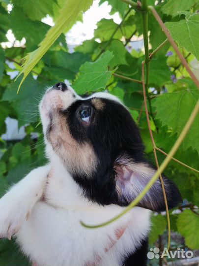 Мальчик красавчик