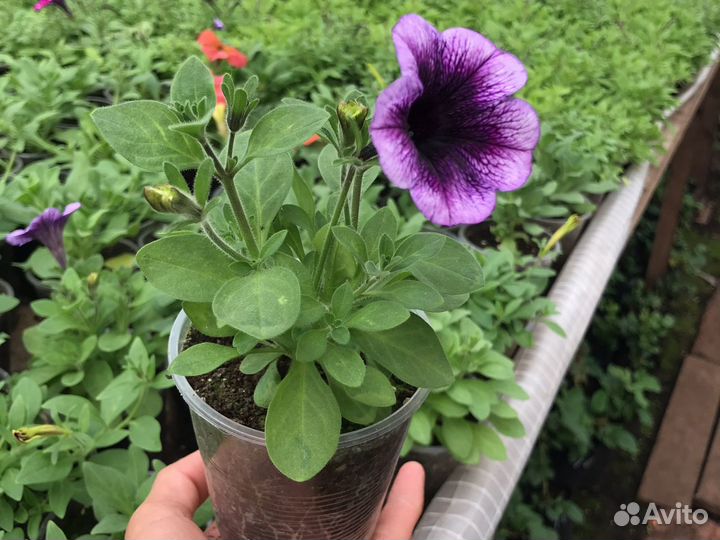 Рассада вегетативная калибрахоа