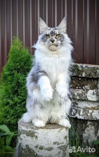 Кошка Мейн-кун