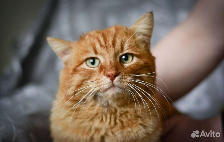 Котик чуть больше года