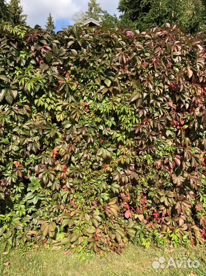 Девичий виноград