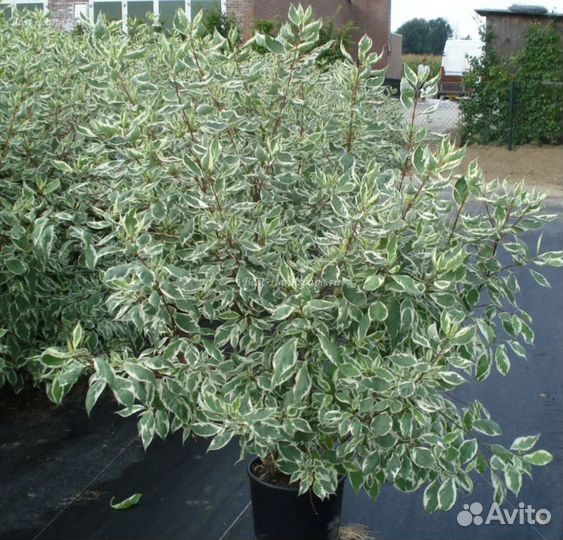 Дерен белый