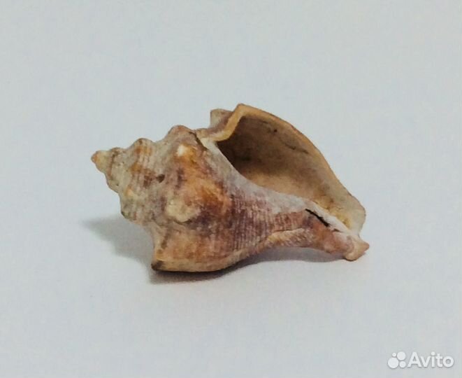 Ракушки для декора аквариума. Обмен