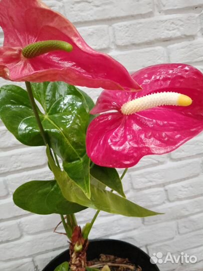 Антуриум крупный