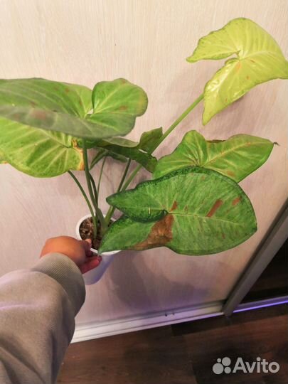 Сингониум, алоказия, монстера, сциндапсус, филы