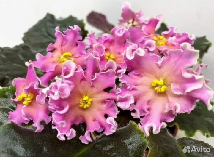 Фиалка сортовая