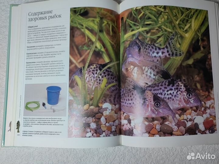 Энциклопедия аквариумные рыбки