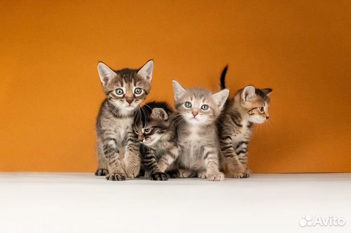 Котята от сибирской мамы — 1,5 месяца в дар