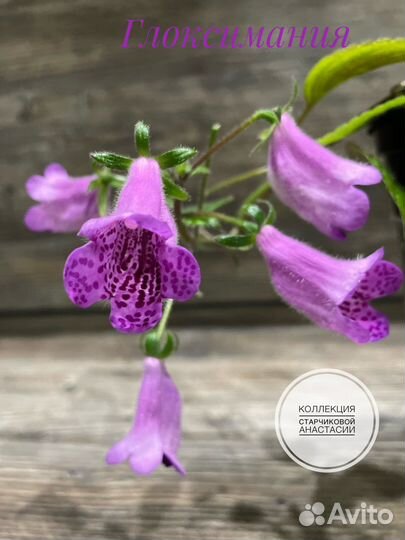 Глоксимания