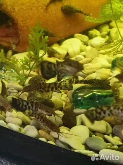 Аквариумные рыбки