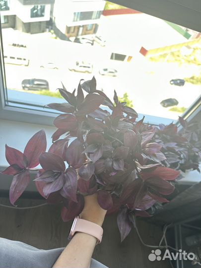 Традесканция зебрина фиолетовая