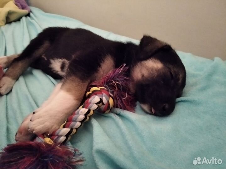 Собака-компаньон, от хозяина