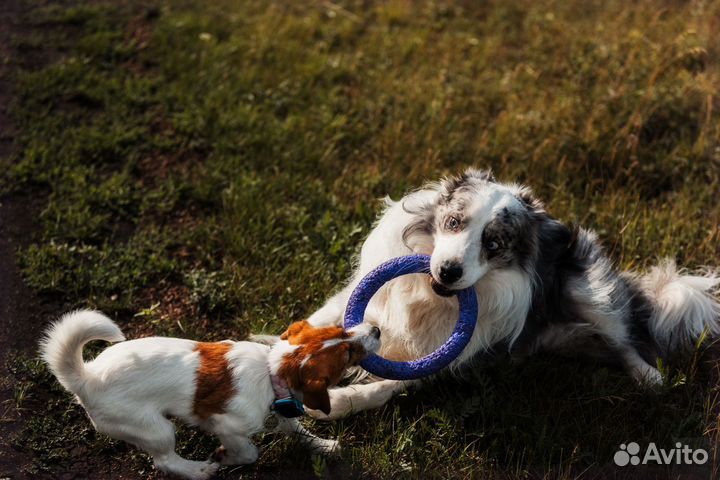 Трекер для собак