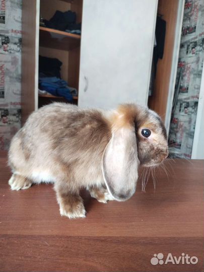 Карликовый вислоухий кролик