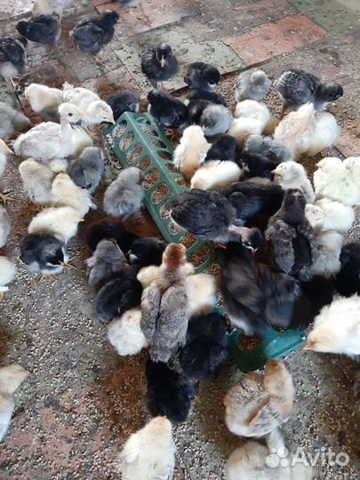 Цыплята кур несушек