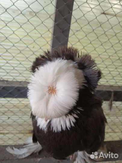 Голуби продажа