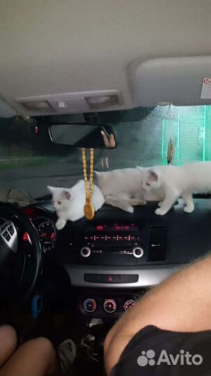 Отдам котят