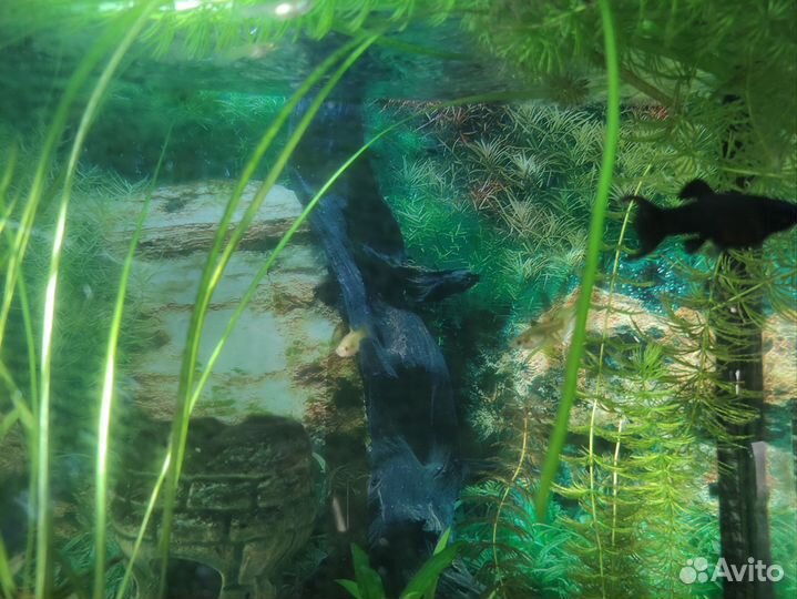 Аквариумные рыбки меченосцы