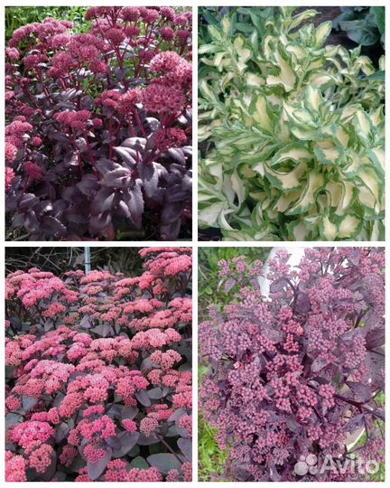 Седумы 4 сорта