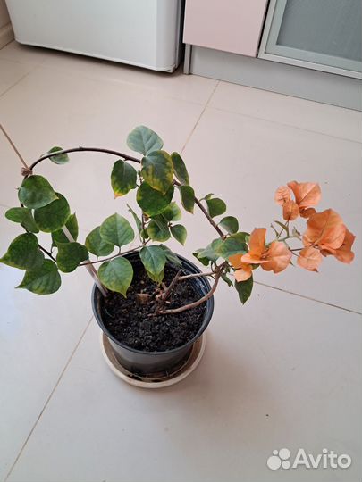 Бугенвилия