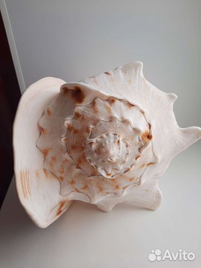 Королевский стромбус