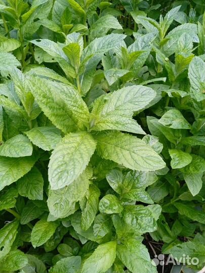 Мята ароматная ментоловая и мелисса с корнями