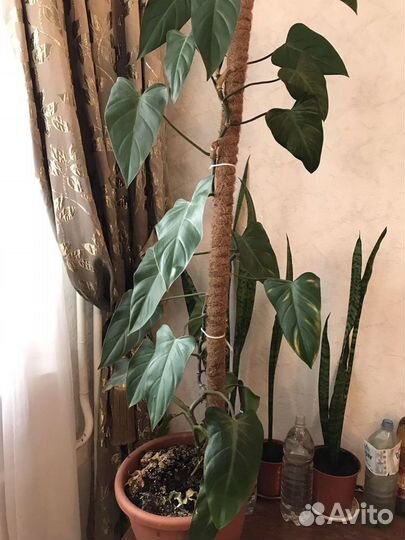 Комнатные цветы (огромный выбор)