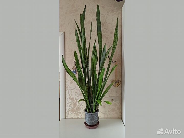 Сансевиерия трехполосная взрослое растение 120 см