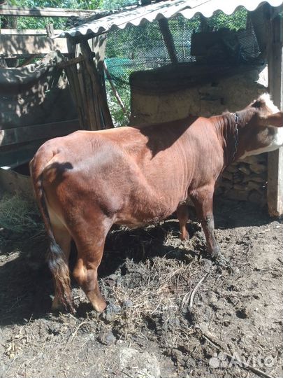 Телка нетели