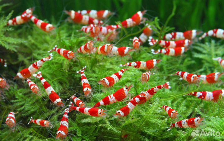 Креветка Красный Кристалл (Crystal Red Shrimp) А