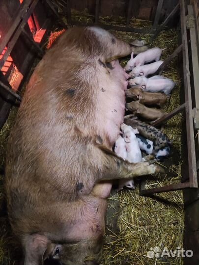 Поросята