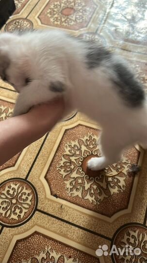 Кошка в добрые руки